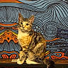 cat, tabby, kitten, pet, animal, sitting, portrait, wide_eyed, whiskers, ears, tail, striped_fur, brown_fur, white_chest, indoor, patterned_background, textile, bench, colorful, decorative
