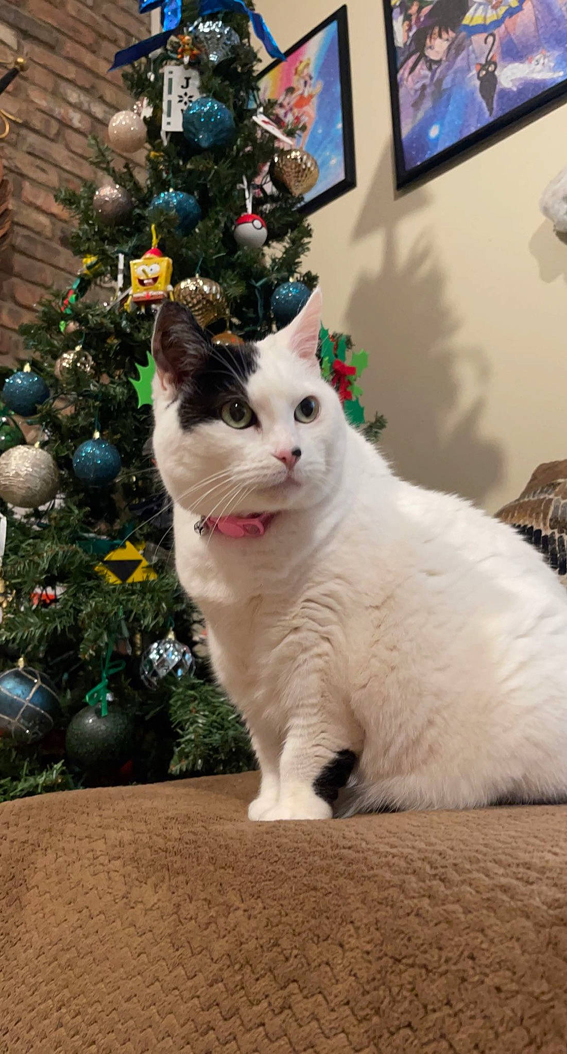 Juliet is registered to the contest to win money with this photo: carnivore, cat, christmas, christmas_decoration, christmas_ornament, christmas_tree, domestic_short_haired_cat, event, felidae, fur, holiday, holiday_ornament, ornament, plant, small_to_medium_sized_cats, tail, television, tree, whiskers, window