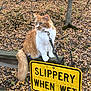 cat, ginger_cat, leash, collar, warning_sign, wooden_rail, autumn, fallen_leaves, forest, outdoor, sitting, tail, fluffy, green_eyes, close_up, nature, portrait, railing, fall_foliage, signage