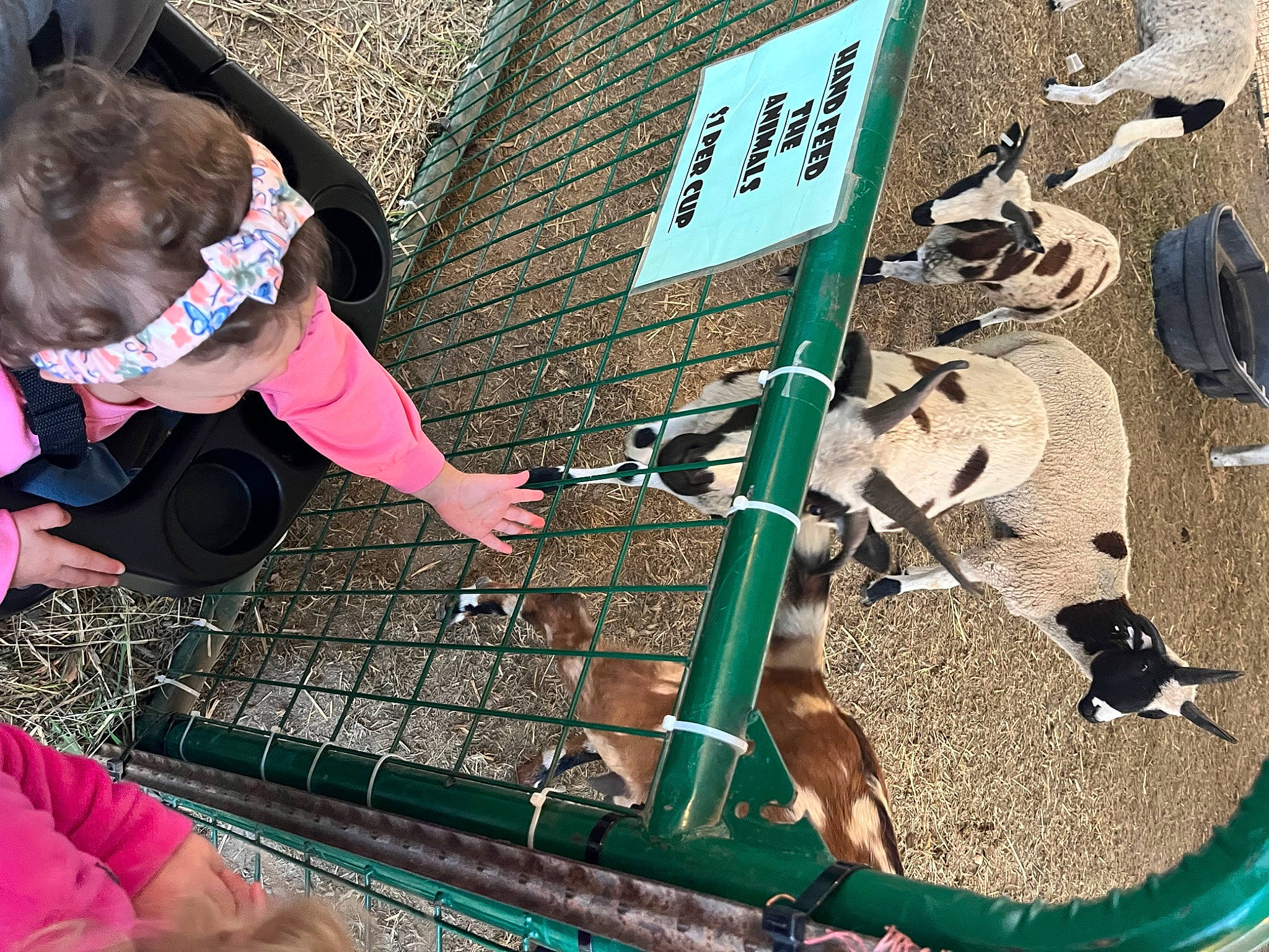 Madelyn is registered to the contest to win money with this photo: automotive_exterior, city, eyewear, foot, fun, grass, human_leg, leisure, metal, net, pattern, person, recreation, shadow, shopping_cart, shorts, sidewalk, soil, t_shirt, thigh