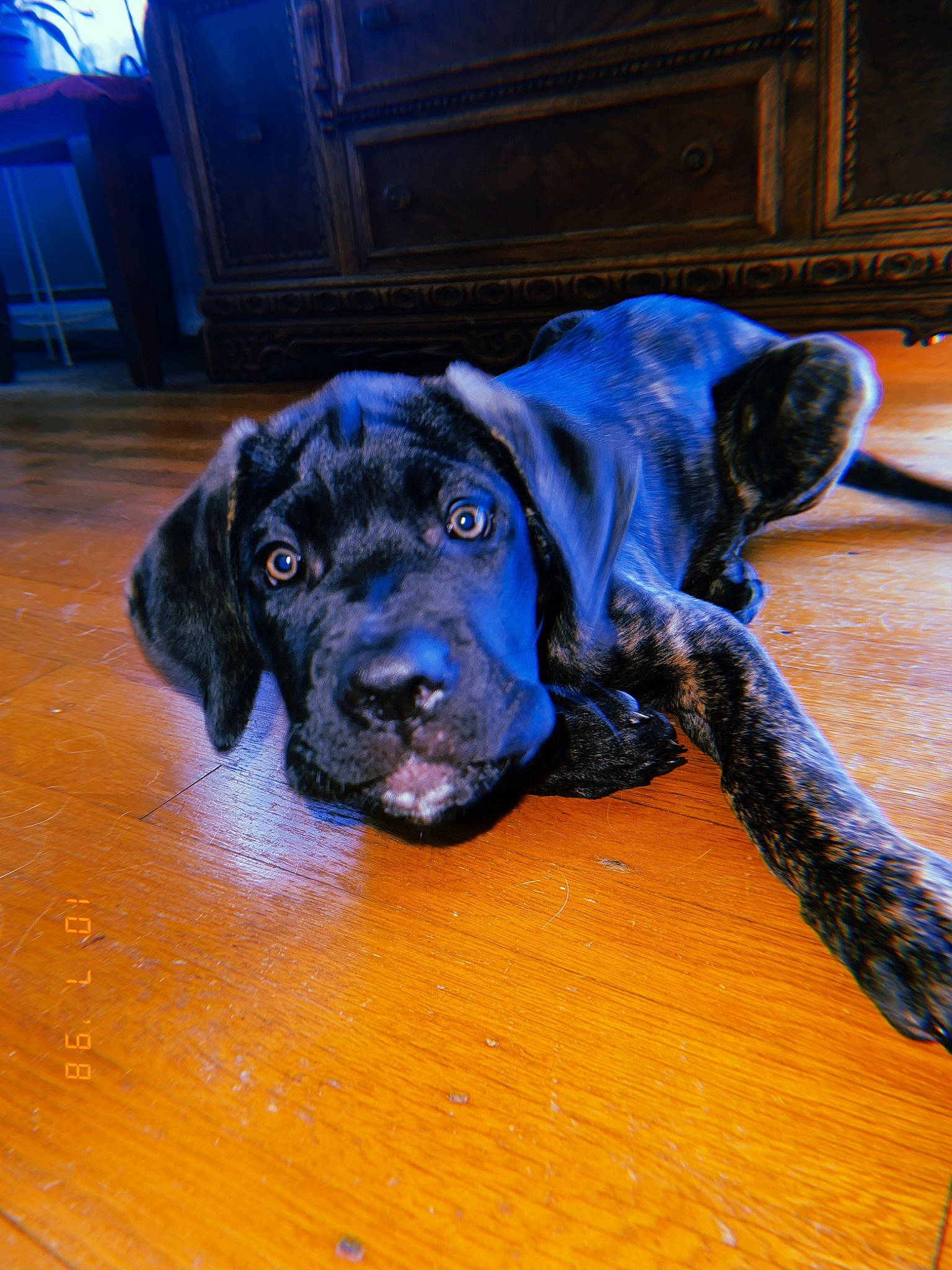 Max is registered to the contest to win money with this photo: carnivore, companion_dog, dog, dog_breed, dog_collar, electric_blue, flooring, fur, guard_dog, gun_dog, hardwood, liver, snout, sporting_group, varnish, wood, wood_flooring, wood_stain, working_animal, working_dog