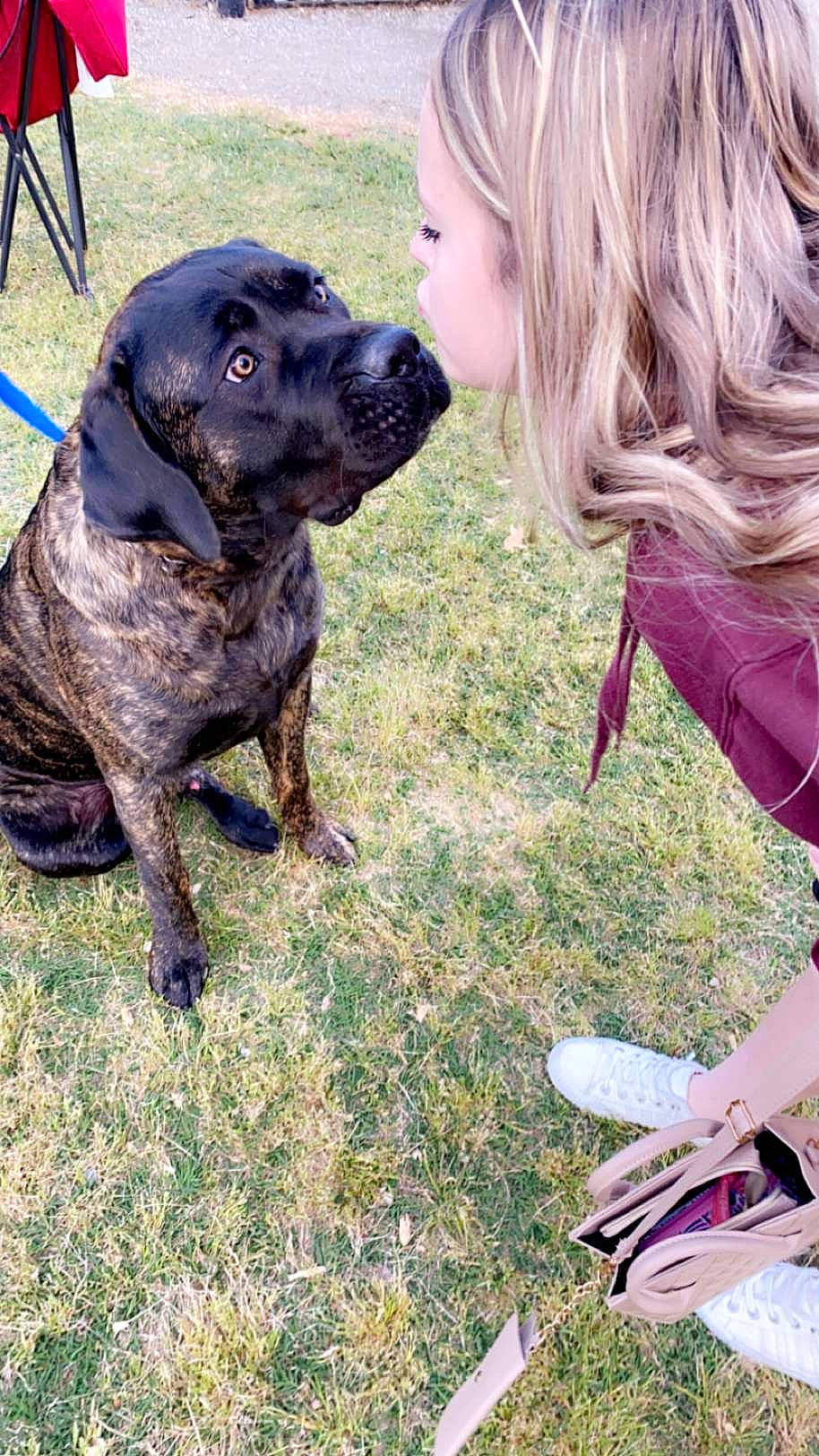 Max is registered to the contest to win money with this photo: canidae, carnivore, companion_dog, dog, dog_breed, dog_collar, fawn, fur, grass, guard_dog, gun_dog, hunting_dog, molosser, non_sporting_group, snout, sporting_group, tail, toddler, working_animal, working_dog