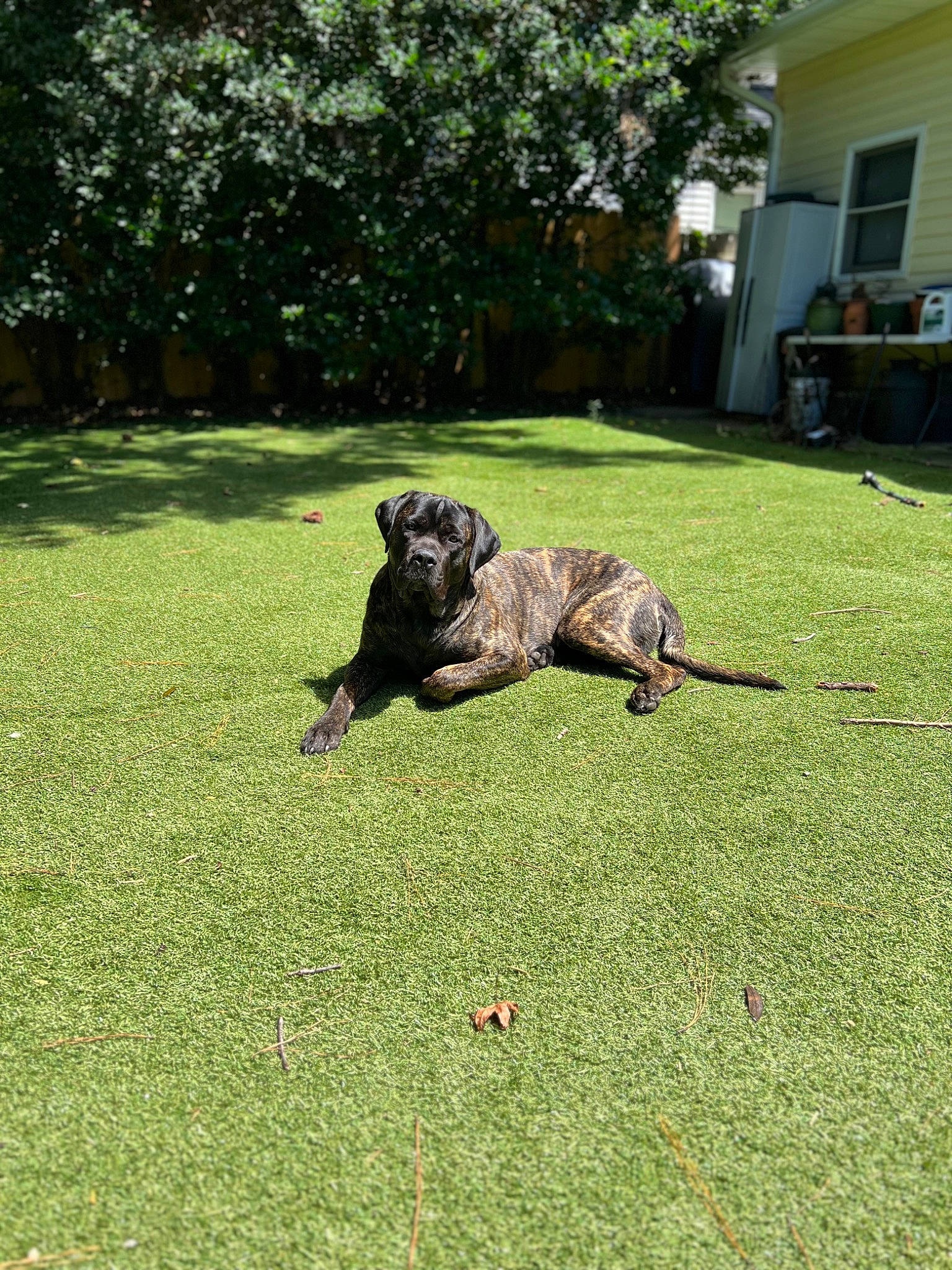 Max joined the competition — help win amazing prizes! carnivore, chair, companion_dog, dog, dog_breed, fawn, garden, grass, grassland, groundcover, guard_dog, gun_dog, lawn, plant, sporting_group, tail, tree, window, working_animal, working_dog