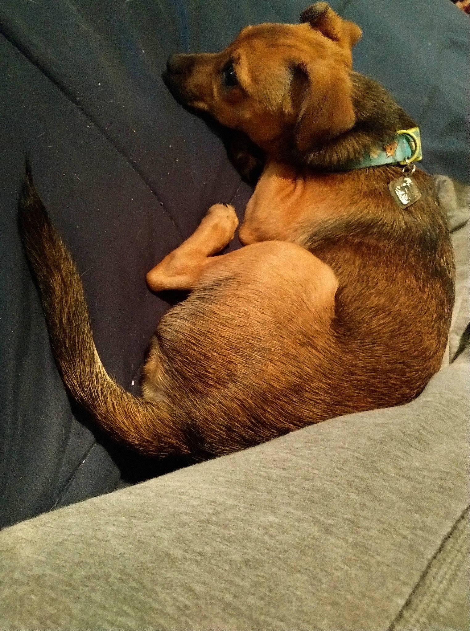 Dobby joined the competition — help win amazing prizes! brown, carnivore, collar, comfort, dog, dog_breed, fawn, fur, liver, paw, shadow, snout, sporting_group, tail, terrestrial_animal, wildlife, working_animal