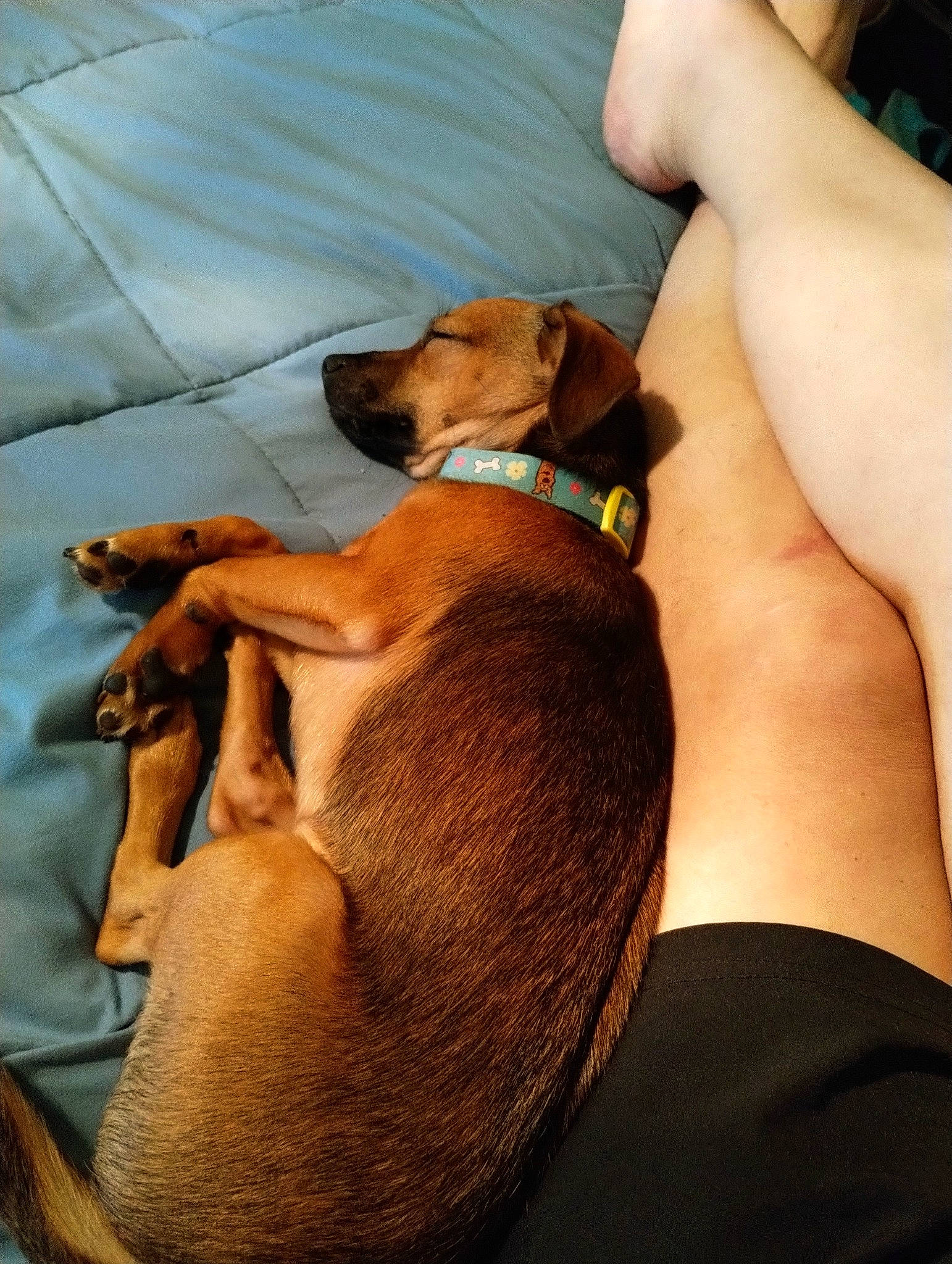 Dobby joined the competition — help win amazing prizes! canidae, carnivore, collar, comfort, companion_dog, dog, dog_breed, dog_collar, dog_supply, ear, elbow, fawn, hound, liver, pet_supply, snout, sporting_group, thigh, working_animal, wrist