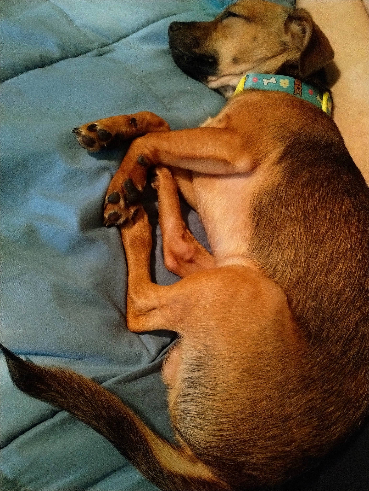 Dobby joined the competition — help win amazing prizes! carnivore, collar, comfort, companion_dog, dog, dog_breed, dog_collar, dog_supply, ear, fawn, fur, linens, liver, paw, pet_supply, snout, sporting_group, tail, whiskers, working_animal