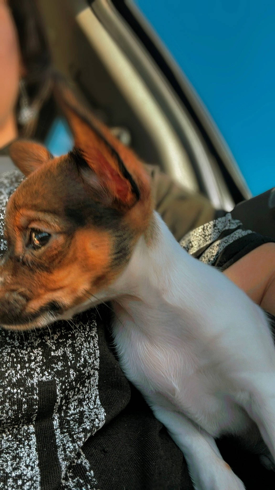 Princess Diana is registered to the contest to win money with this photo: canidae, carnivore, collar, companion_dog, dog, dog_breed, ear, fawn, fur, prazsky_krysarik, russkiy_toy, sighthound, sky, snout, sporting_group, terrestrial_animal, terrier, toy_dog, whiskers, working_animal