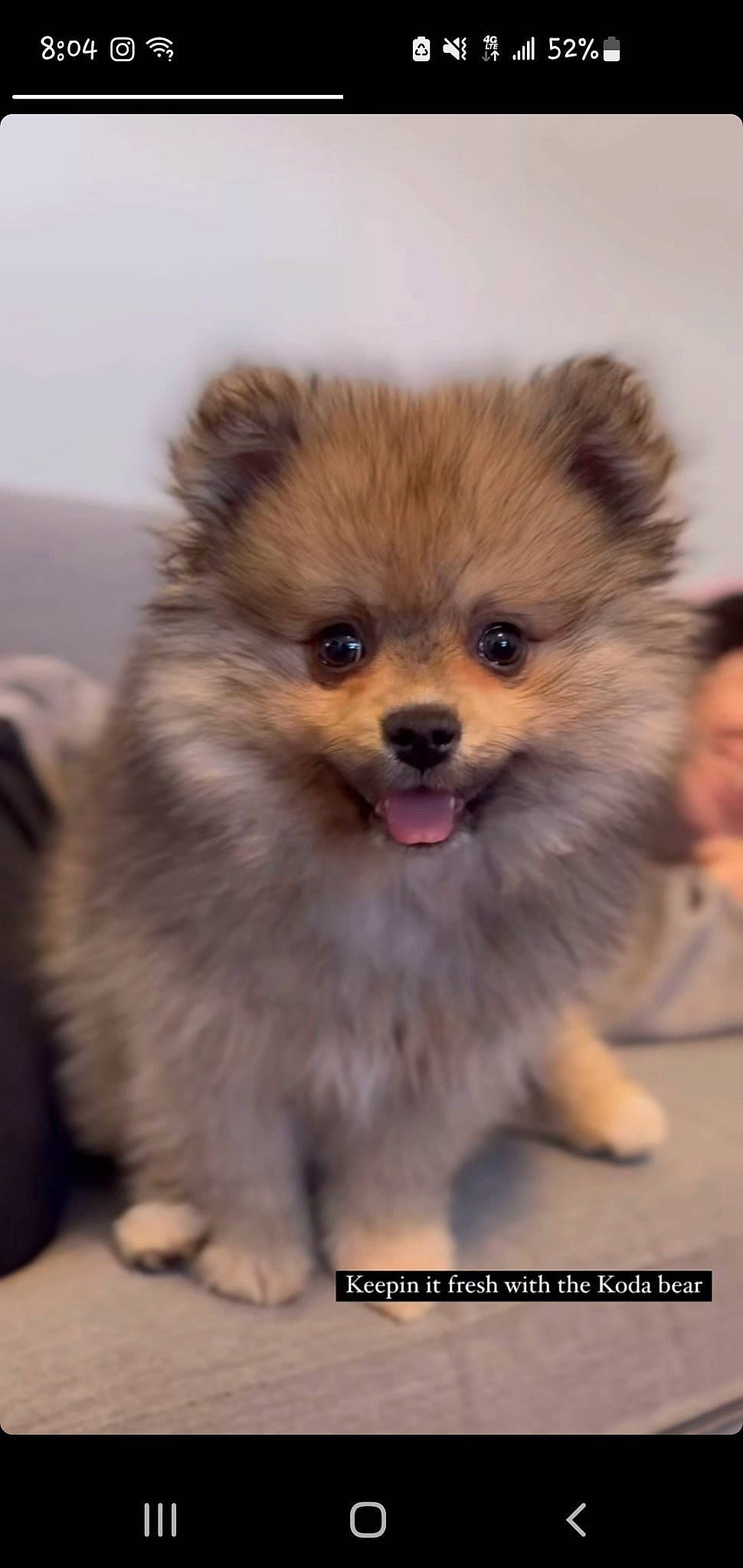 Koda is registered to the contest to win money with this photo: ancient_dog_breeds, canidae, carnivore, companion_dog, dog, dog_breed, fawn, fur, german_spitz, german_spitz_klein, german_spitz_mittel, non_sporting_group, puppy, snout, spitz, sporting_group, toy_dog, volpino_italiano, whiskers, working_animal