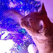 Simba participe au concours pour gagner de l'argent avec cette photo : blue, carnivore, cat, christmas, christmas_tree, fawn, felidae, fictional_character, light, night, purple, sky, small_to_medium_sized_cats, tree, violet, whiskers