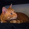 Simba participe au concours pour gagner de l'argent avec cette photo : arabian_mau, asian, carnivore, cat, domestic_short_haired_cat, ear, european_shorthair, eye, fawn, felidae, german_rex, kitten, mammal, nose, oriental_longhair, small_to_medium_sized_cats, snout, tabby_cat, vertebrate, whiskers