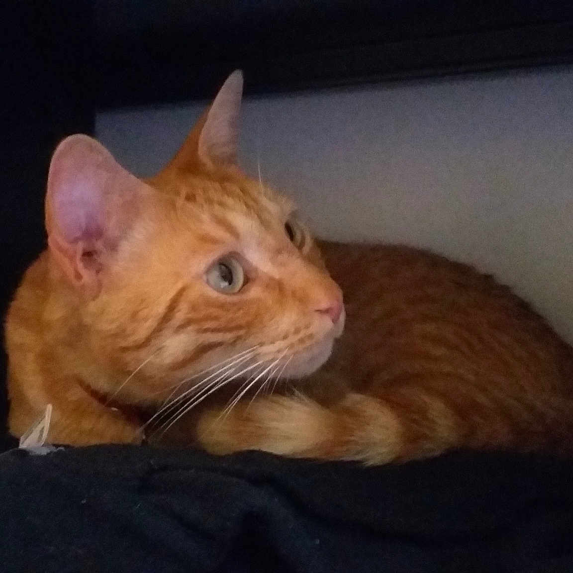 Simba