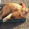 Simba participe au concours pour gagner de l'argent avec cette photo : aegean_cat, arabian_mau, asian, carnivore, cat, domestic_short_haired_cat, european_shorthair, fawn, felidae, german_rex, kitten, mammal, small_to_medium_sized_cats, tabby_cat, vertebrate, whiskers