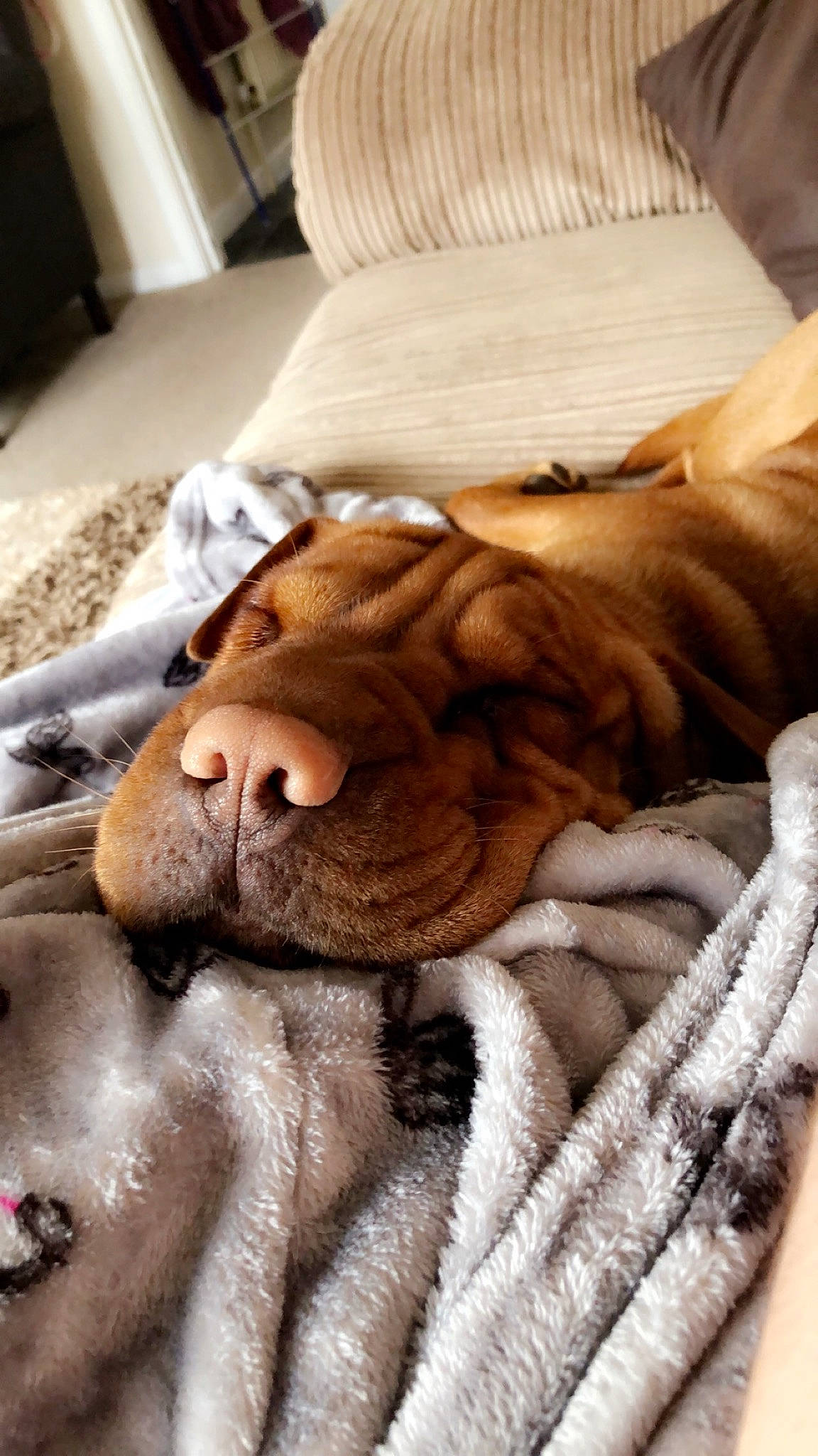Bella is registered to the contest to win money with this photo: blanket, canidae, carnivore, dog, dog_breed, dogue_de_bordeaux, fawn, fur, nap, non_sporting_group, old_english_bulldog, ori_pei, puppy, shar_pei, skin, snout, sporting_group, vizsla, wrinkle