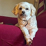 Tucker joined the competition — help win amazing prizes! dog, white_dog, couch, indoor, pet, relaxed, crossed_paws, fur, animal, domestic_animal, canine, furniture, living_room, resting, collar, comfort, portrait, household, red_couch, flag