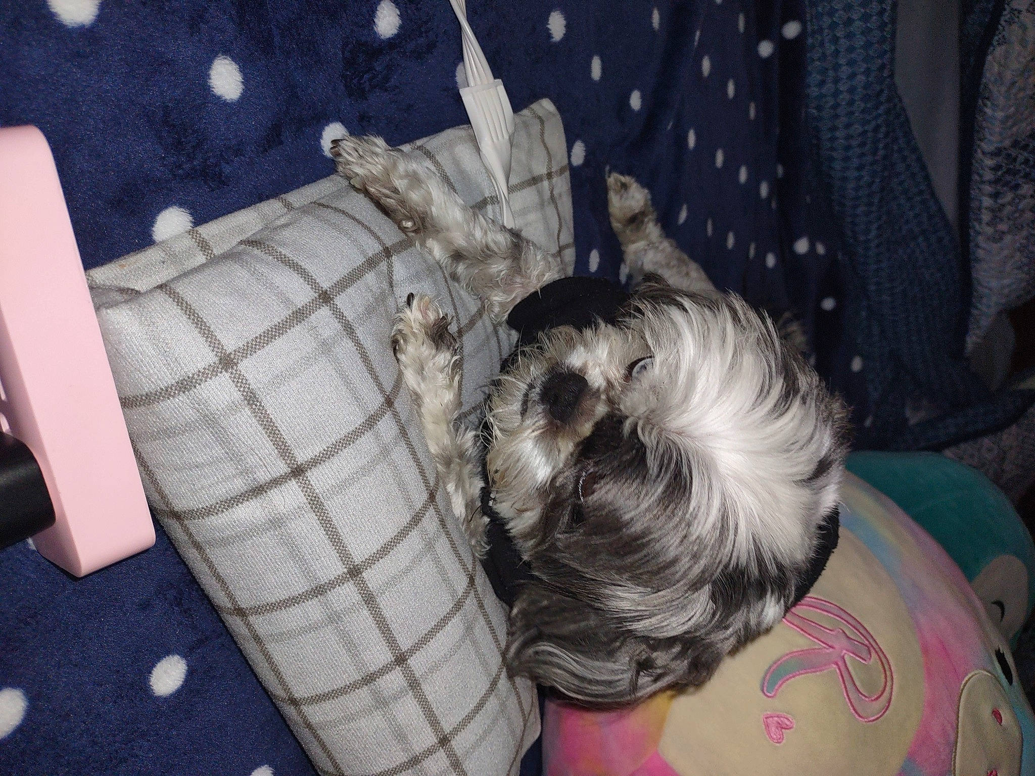 Yin Lopez joined the competition — help win amazing prizes! comfort, companion_dog, couch, dog_breed, finger, flesh, fun, gesture, hand, linens, nail, nap, pattern, plaid, room, sitting, t_shirt, thumb, toddler, tree