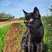 Bagheera participe au concours pour gagner de l'argent avec cette photo : black_cat, cat, animal, pet, leash, collar, tree_log, grass, outdoor, nature, sky, blue_sky, sunlight, daylight, wildlife, mammal, curious, sitting, closeup, adventure