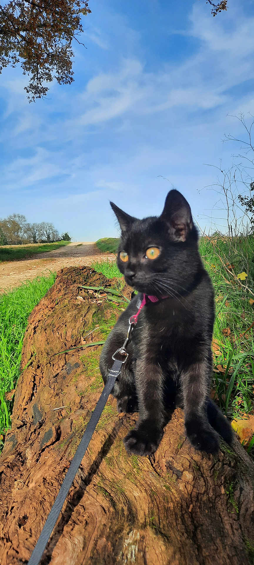 Bagheera participe au concours pour gagner de l'argent avec cette photo : black_cat, cat, animal, pet, leash, collar, tree_log, grass, outdoor, nature, sky, blue_sky, sunlight, daylight, wildlife, mammal, curious, sitting, closeup, adventure