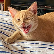 Aslan participe au concours pour gagner de l'argent avec cette photo : animal, bed, cat, closeup, cute, domestic_cat, feline, fur, home, indoor, mouth_open, orange_tabby, paw, pet, playful, relaxed, resting, sleepy_eyes, striped_bedding, whiskers