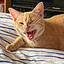animal, bed, cat, closeup, cute, domestic_cat, feline, fur, home, indoor, mouth_open, orange_tabby, paw, pet, playful, relaxed, resting, sleepy_eyes, striped_bedding, whiskers