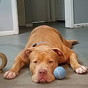 Freya is registered to the contest to win money with this photo: animal, brown_dog, canine, closeup, collar, companion, dog, domestic_animal, floor, house, indoor, laying_down, lazy, pet, playful, quiet, relaxed, resting, tennis_ball, tongue_out