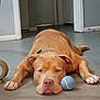 animal, brown_dog, canine, closeup, collar, companion, dog, domestic_animal, floor, house, indoor, laying_down, lazy, pet, playful, quiet, relaxed, resting, tennis_ball, tongue_out