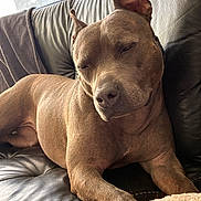 Chanel participe au concours pour gagner de l'argent avec cette photo : blanket, brown_coat, close_up, couch, cozy, dog, ear, fur, home, indoor, leather, muzzle, napping, paw, pet, portrait, relaxed, sleeping, snout, window_light