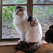 Elizabeth Anne joined the competition — help win amazing prizes! cat, fluffy, windowsill, window, indoor, animal, pet, curious, garden, plants, greenery, soil, silhouette, feline, brown, white, sitting, calm, cozy, natural_light