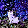 Elizabeth Anne joined the competition — help win amazing prizes! cat, animal, feline, forest_floor, purple_leaves, blue_leaves, nature, wildlife, outdoor, fluffy, sitting, alert, foliage, plant, tree_roots, mystical, colorful, pet, whiskers, tail