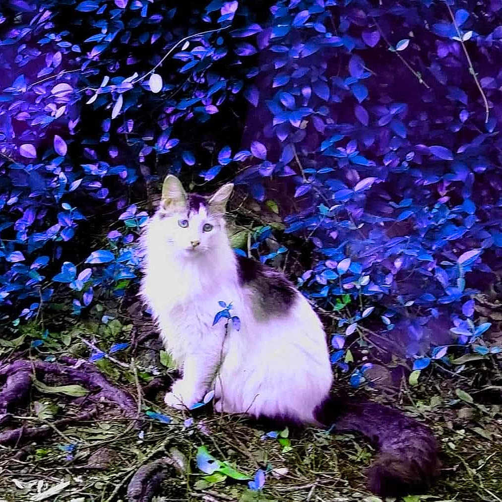 Elizabeth Anne joined the competition — help win amazing prizes! cat, animal, feline, forest_floor, purple_leaves, blue_leaves, nature, wildlife, outdoor, fluffy, sitting, alert, foliage, plant, tree_roots, mystical, colorful, pet, whiskers, tail