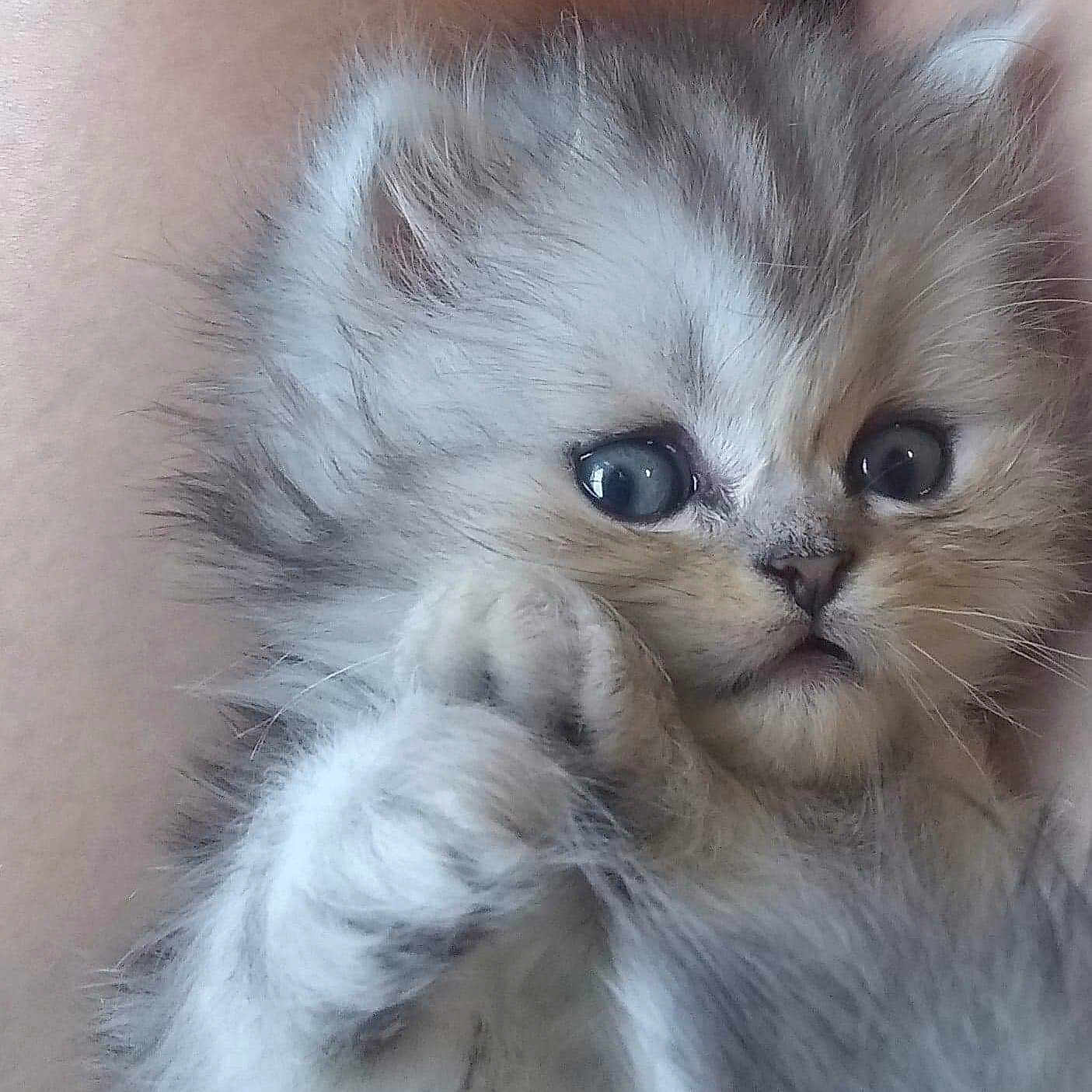 Tiffany is registered to the contest to win money with this photo: asian_semi_longhair, british_longhair, british_semi_longhair, carnivore, cat, close_up, domestic_long_haired_cat, eye, felidae, fur, iris, kitten, mammal, munchkin, persian, skin, small_to_medium_sized_cats, snout, vertebrate, whiskers