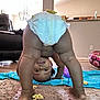 Alaina is registered to the contest to win money with this photo: baby, diaper, child, carpet, floor, indoor, towel, snack, playful, curious, upside_down, legs, head, face, furniture, living_room, person, cute, toddler, home