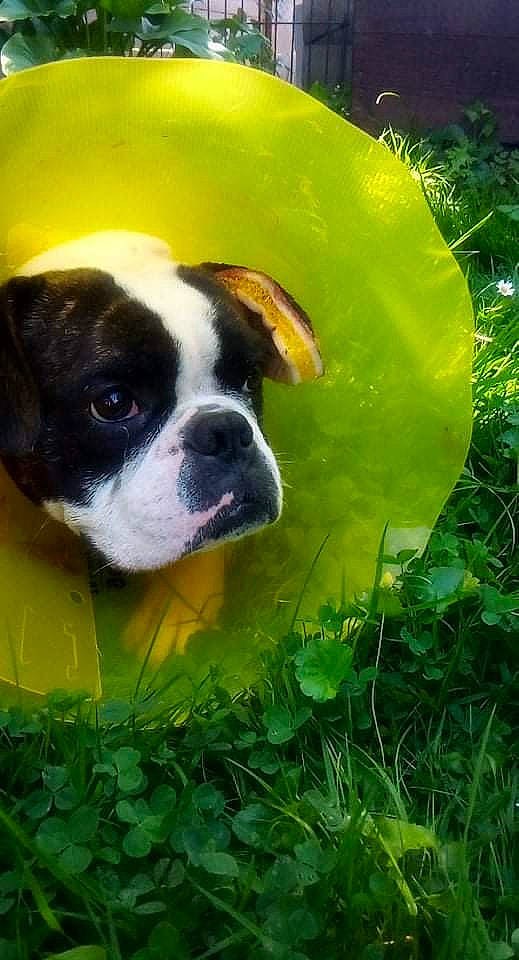 Paga a rejoint le concours — aidez-le/la à gagner de superbes lots ! annual_plant, boston_terrier, canidae, carnivore, companion_dog, dog, dog_breed, fawn, grass, groundcover, herbaceous_plant, petal, plant, snout, sporting_group, terrestrial_animal, toy_dog, waste_container, whiskers, working_animal