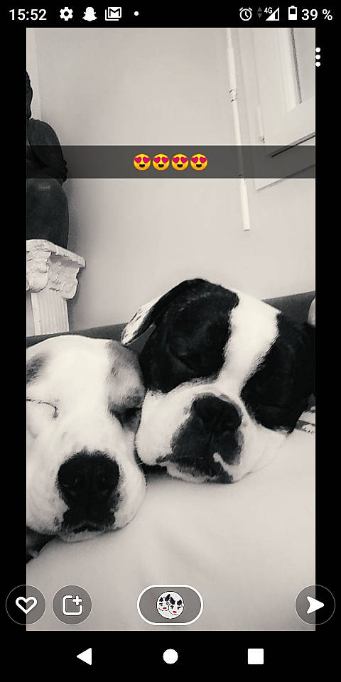 Paga participe au concours pour gagner de l'argent avec cette photo : carnivore, cloud, comfort, companion_dog, dog, dog_breed, font, fur, happy, monochrome, monochrome_photography, paw, pet_supply, photo_caption, rectangle, smile, snout, toy, whiskers, working_animal