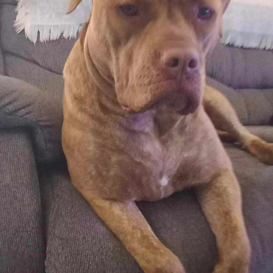 Maddy is registered to the contest to win money with this photo: animal, armchair, boxer, bulldog, canine, chair, couch, cushion, dog, frenchbulldog, furniture, homedecor, hound, labradorretriever, person, pet, pitbull, puppy, sleeping, snout