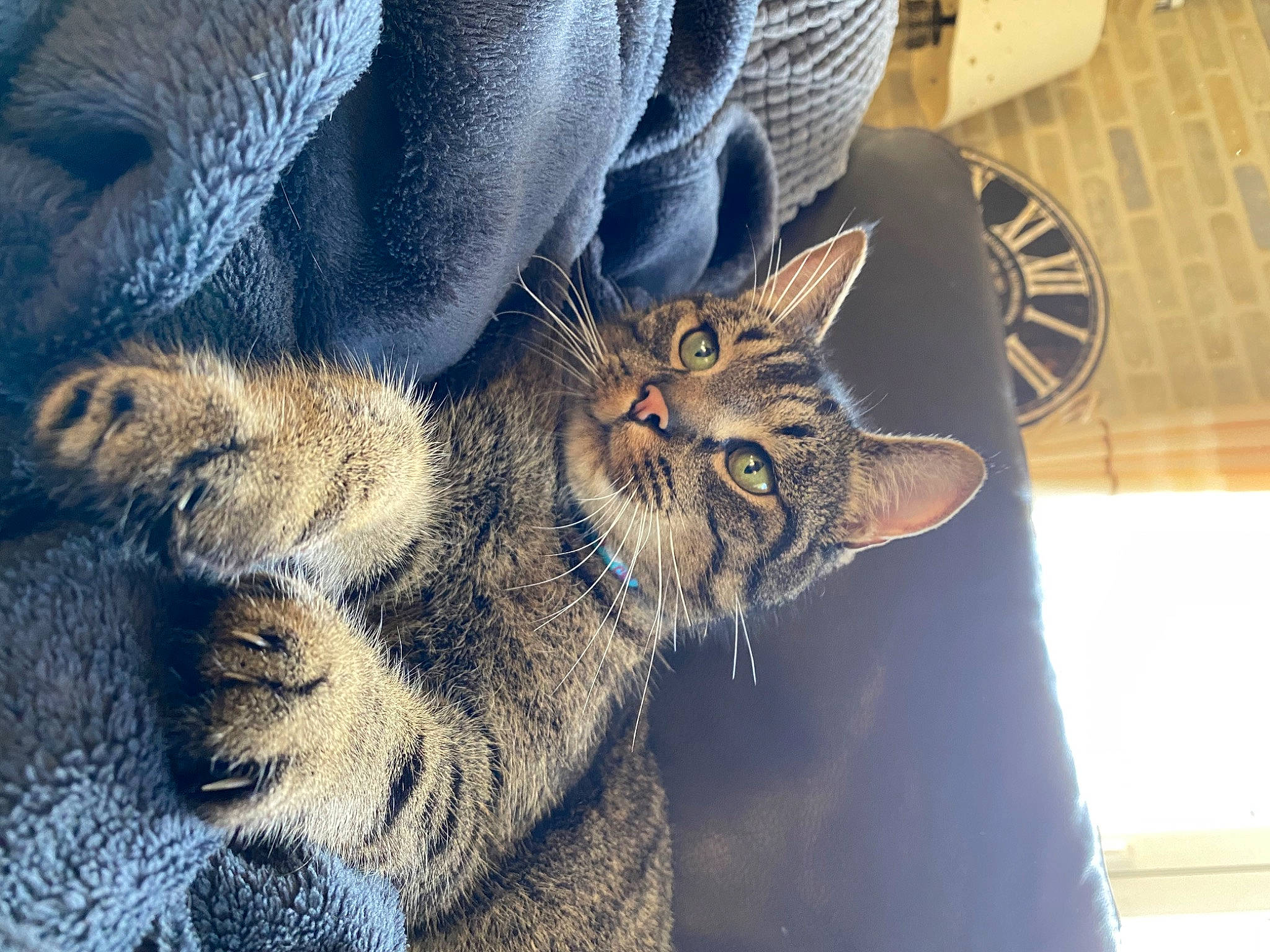 James a rejoint le concours — aidez-le/la à gagner de superbes lots ! automotive_tire, automotive_wheel_system, carnivore, cat, claw, comfort, denim, domestic_short_haired_cat, electric_blue, felidae, fur, paw, small_to_medium_sized_cats, snout, tail, terrestrial_animal, tire, wheel, whiskers, window