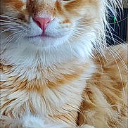 Cheeto White joined the competition — help win amazing prizes! cat, orange_tabby, close_up, green_eyes, pink_nose, fluffy_fur, whiskers, pet, animal, indoor, relaxed, portrait, feline, cute, mammal, soft, domestic_cat, resting, fur, closeup