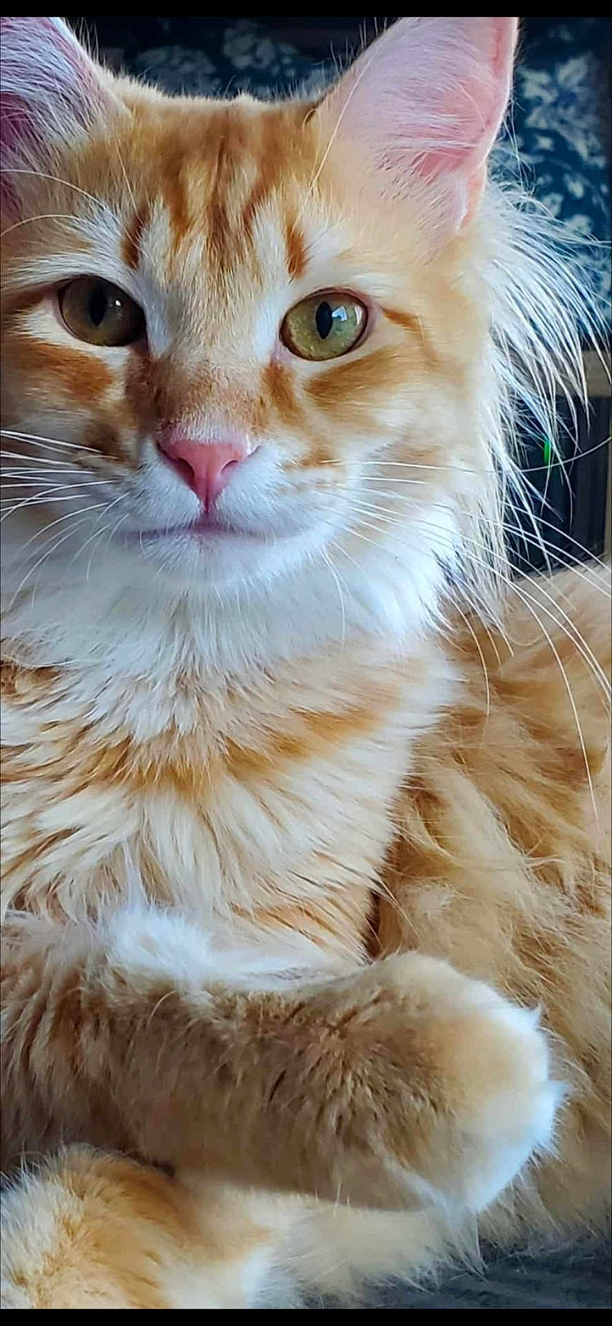 Cheeto White joined the competition — help win amazing prizes! cat, orange_tabby, close_up, green_eyes, pink_nose, fluffy_fur, whiskers, pet, animal, indoor, relaxed, portrait, feline, cute, mammal, soft, domestic_cat, resting, fur, closeup
