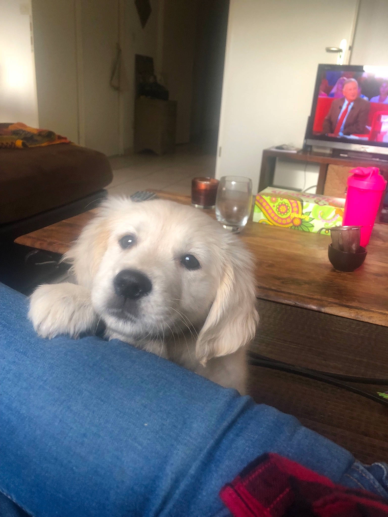 Joy a rejoint le concours — aidez-le/la à gagner de superbes lots ! blurred, carnivoran, companion_dog, dog, dog_breed, dog_breed_group, dog_like_mammal, golden_retriever, labrador_retriever, person, puppy, retriever, snout, sporting_group, vertebrate