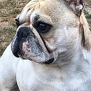 Nougat participe au concours pour gagner de l'argent avec cette photo : dog, french_bulldog, close_up, outdoor, grass, pet, animal, fur, wrinkles, ears, face, muzzle, white, brown, black, portrait, canine, side_view, expression, nature