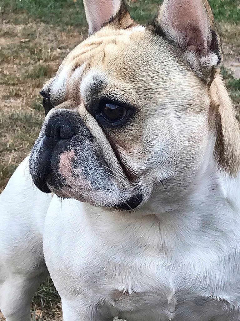 Nougat participe au concours pour gagner de l'argent avec cette photo : dog, french_bulldog, close_up, outdoor, grass, pet, animal, fur, wrinkles, ears, face, muzzle, white, brown, black, portrait, canine, side_view, expression, nature