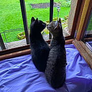 Moët Et Chandon participe au concours pour gagner de l'argent avec cette photo : cat, kitten, window, purple_blanket, greenery, garden, indoor, curious, pets, feline, black_cat, tabby_cat, sitting, looking_outside, wooden_frame, natural_light, bars, cozy, domestic, companions