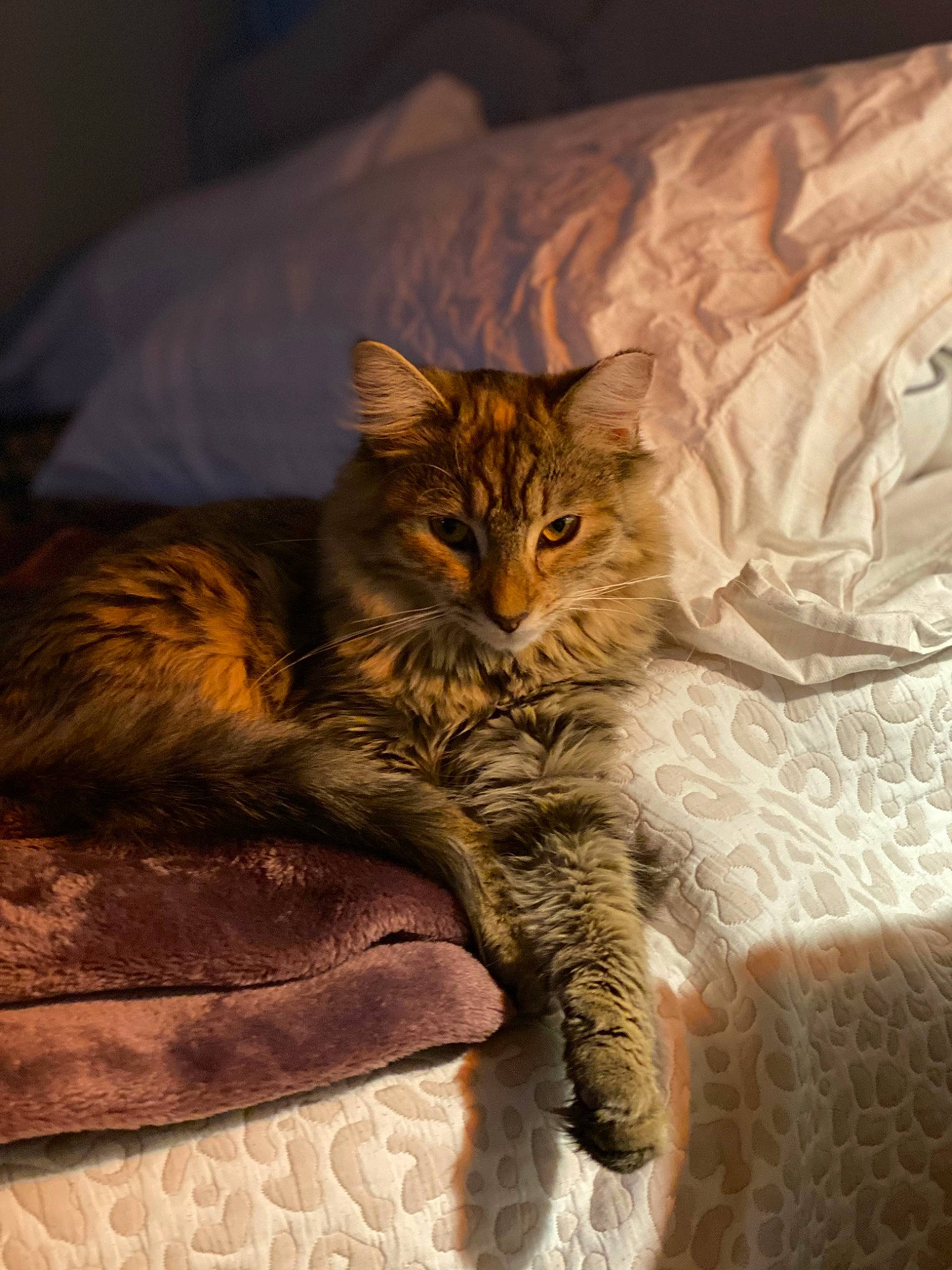 Satsuki is registered to the contest to win money with this photo: bed, carnivore, cat, claw, comfort, domestic_short_haired_cat, eye, fawn, felidae, fur, nap, paw, sitting, small_to_medium_sized_cats, snout, tail, terrestrial_animal, whiskers, wildlife, wood