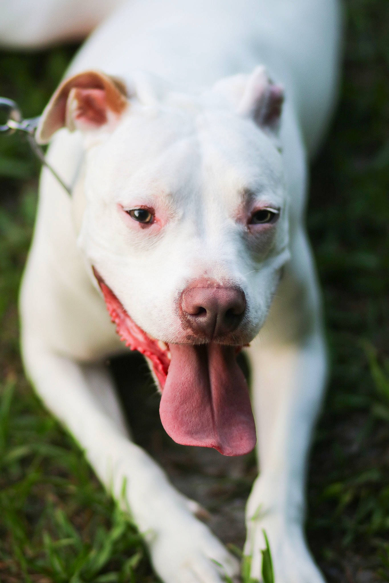 Noa joined the competition — help win amazing prizes! american_pit_bull_terrier, american_staffordshire_terrier, bull_and_terrier, canidae, carnivore, cordoba_fighting_dog, dog, dog_breed, dogo_argentino, dogo_guatemalteco, fawn, mammal, non_sporting_group, nose, pit_bull, rare_breed_dog, snout, vertebrate