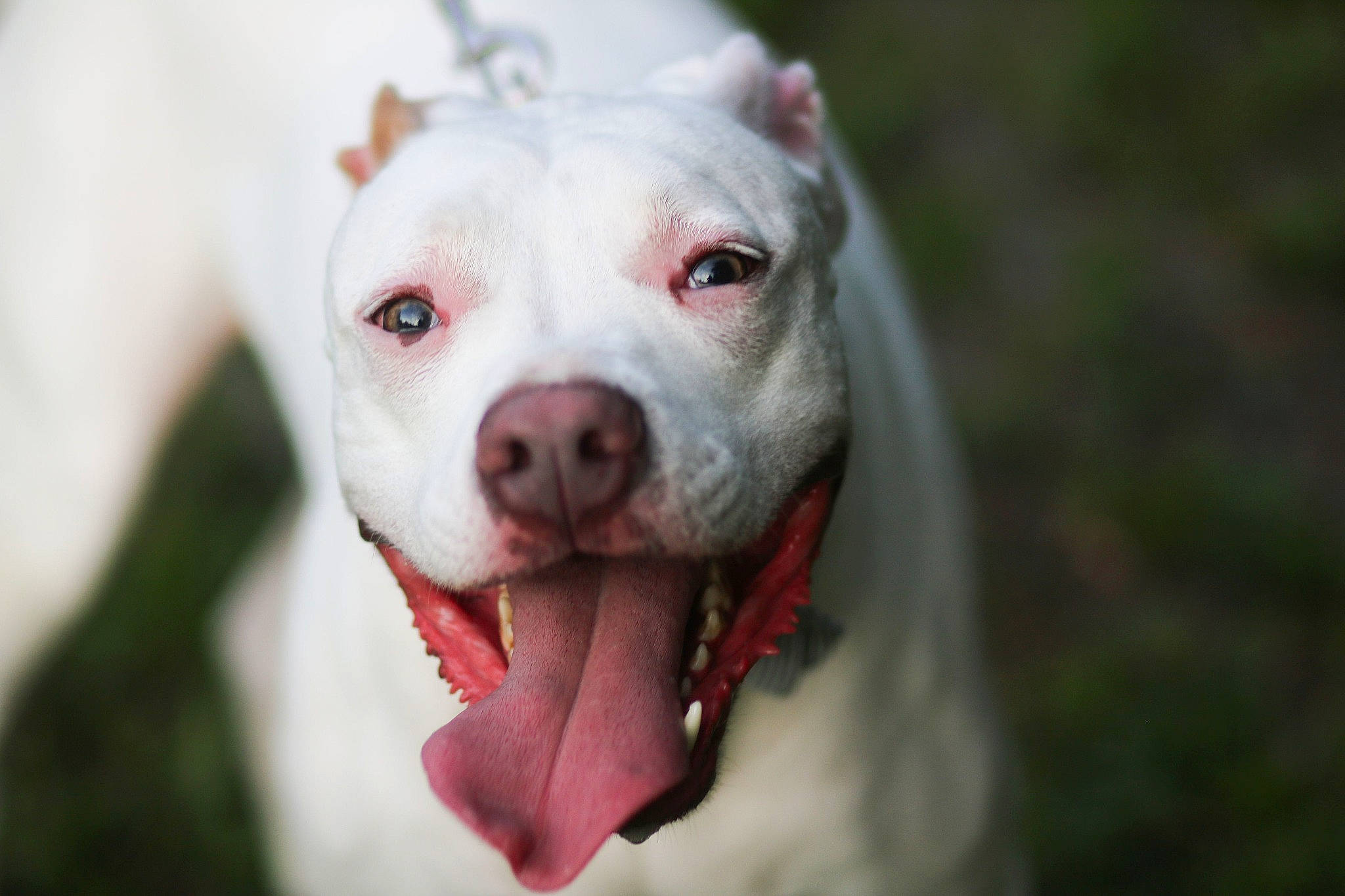 Noa joined the competition — help win amazing prizes! american_bulldog, american_pit_bull_terrier, american_staffordshire_terrier, bull_and_terrier, canidae, carnivore, cordoba_fighting_dog, dog, dog_breed, dogo_argentino, dogo_guatemalteco, fawn, mammal, non_sporting_group, nose, pit_bull, rare_breed_dog, skin, snout, vertebrate