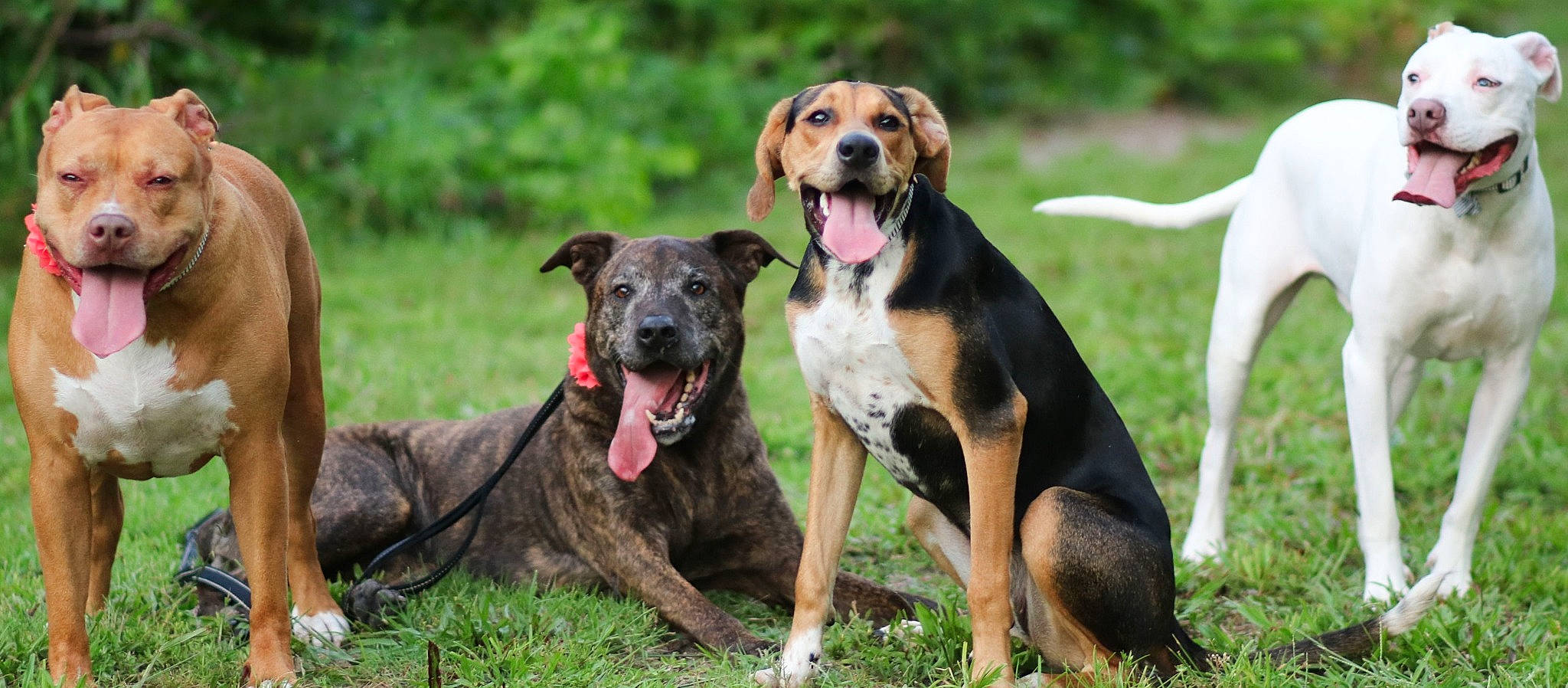 Noa joined the competition — help win amazing prizes! canidae, carnivore, dog, dog_breed, hound, hunting_dog, louisiana_catahoula_leopard_dog, mammal, mountain_cur, plant, plott_hound, rare_breed_dog, vertebrate, working_dog
