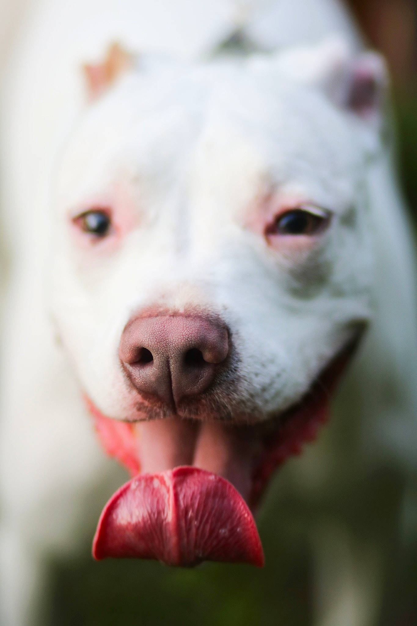 Noa is registered to the contest to win money with this photo: american_pit_bull_terrier, american_staffordshire_terrier, bull_and_terrier, canidae, carnivore, cordoba_fighting_dog, dog, dog_breed, dogo_argentino, dogo_guatemalteco, fawn, mammal, non_sporting_group, nose, pit_bull, rare_breed_dog, snout, vertebrate, whiskers