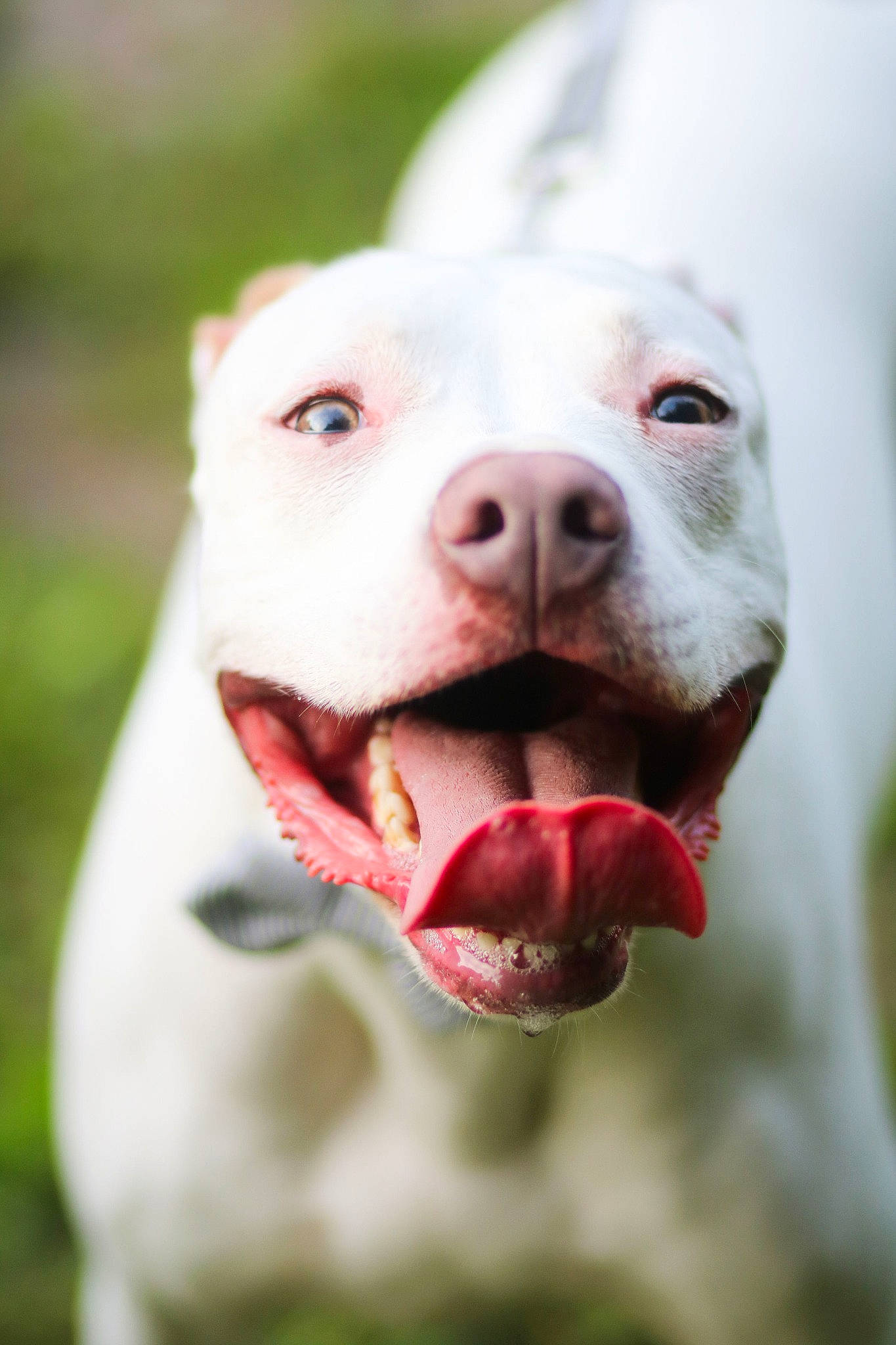 Noa joined the competition — help win amazing prizes! american_bulldog, american_pit_bull_terrier, american_staffordshire_terrier, bull_and_terrier, canidae, carnivore, cordoba_fighting_dog, dog, dog_breed, dogo_argentino, dogo_guatemalteco, mammal, non_sporting_group, nose, pit_bull, rare_breed_dog, snout, sporting_group, valley_bulldog, vertebrate