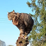 Oreo participe au concours pour gagner de l'argent avec cette photo : cat, long_hair, fluffy, brown, tabby, feline, whiskers, ears, eyes, portrait, outdoor, tree, stump, nature, sky, blue_sky, wildlife, perched, sunlight, majestic