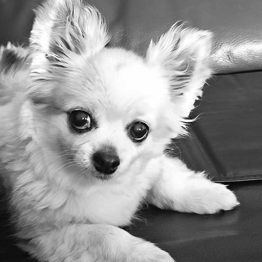 Thaï a rejoint le concours — aidez-le/la à gagner de superbes lots ! animal, close_up, companion, cute, dog, domestic, ears, eyes, fluffy, fur, indoor, laying_down, leather_couch, nose, pet, portrait, puppy, relaxed, small_dog, whiskers