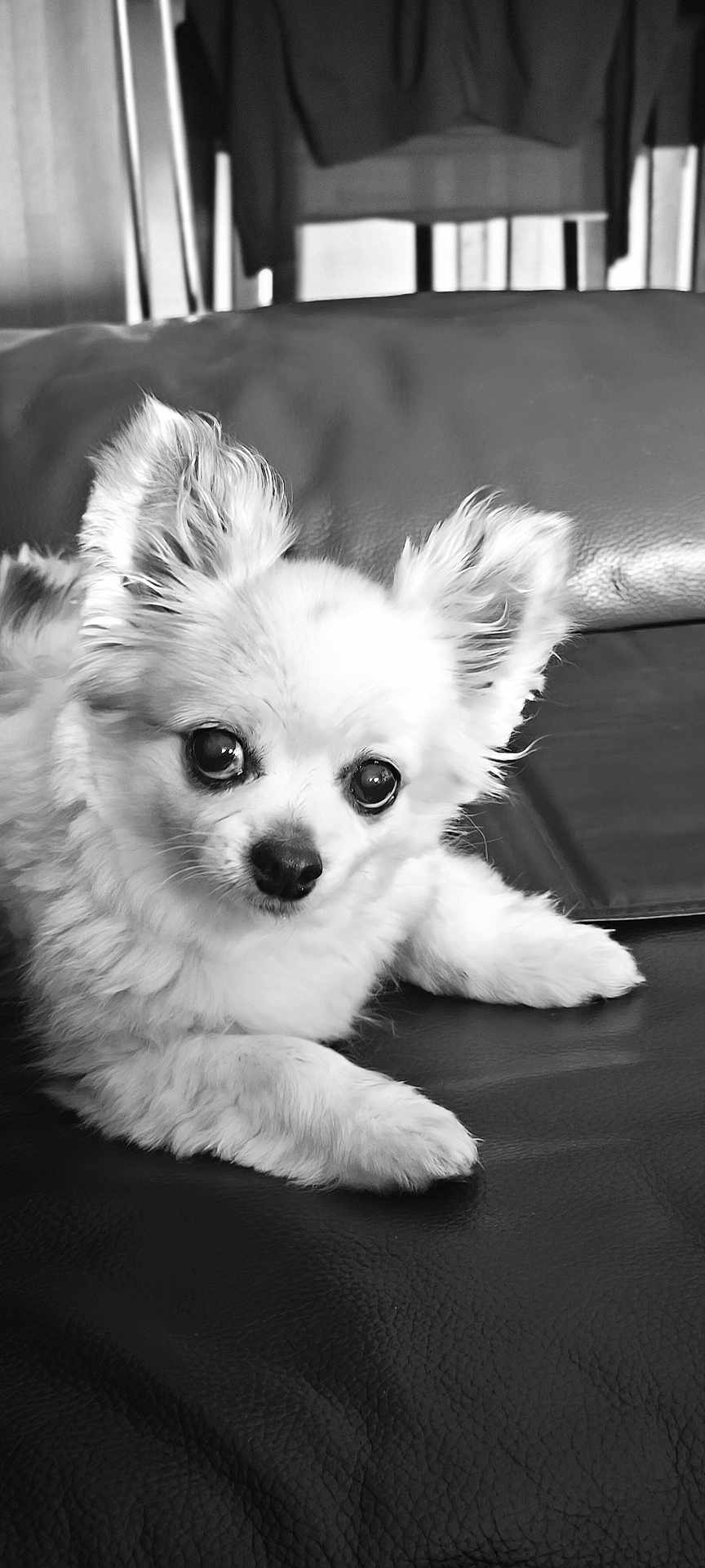 Thaï a rejoint le concours — aidez-le/la à gagner de superbes lots ! animal, close_up, companion, cute, dog, domestic, ears, eyes, fluffy, fur, indoor, laying_down, leather_couch, nose, pet, portrait, puppy, relaxed, small_dog, whiskers